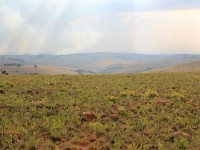 Nyika