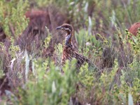 Red-winged Francolin (Scleroptila levaillantii)