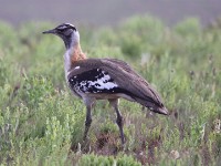 Denham's Bustard (Neotis denhami)