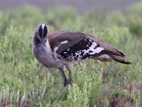 Denham's Bustard (Neotis denhami)