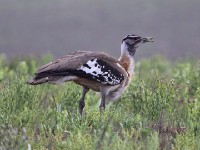 Denham's Bustard (Neotis denhami)