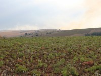 Nyika