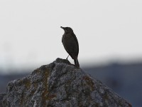 African Pipit (Anthus cinnamomeus)
