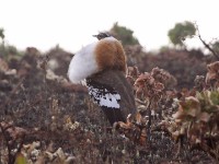 Denham's Bustard (Neotis denhami)
