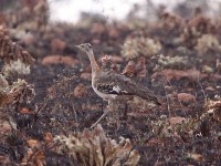 Denham's Bustard (Neotis denhami)
