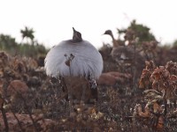 Denham's Bustard (Neotis denhami)