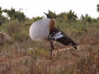 Denham's Bustard (Neotis denhami)