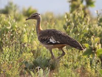 Denham's Bustard (Neotis denhami)