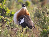 Denham's Bustard (Neotis denhami)