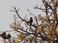Ludwig's Double-collared Sunbird (Cinnyris ludovicensis)