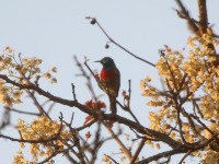 Ludwig's Double-collared Sunbird (Cinnyris ludovicensis)