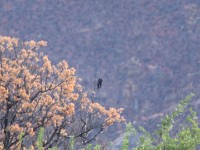 Slender-billed Starling (Onychognathus tenuirostris)