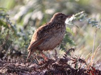 Rufous-naped Lark (Mirafra africana)