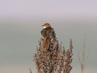 Churring Cisticola (Cisticola njombe)