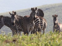 Crawshay's Zebra (Equus quagga crawshayi)
