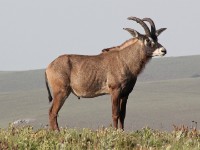Roan Antelope (Hippotragus equinus)