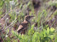 Rufous-naped Lark (Mirafra africana)