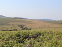 Nyika