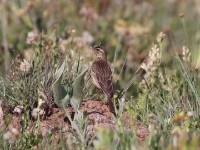 African Pipit (Anthus cinnamomeus)