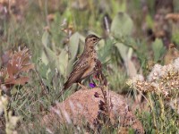 African Pipit (Anthus cinnamomeus)