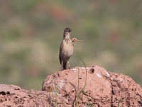 African Pipit (Anthus cinnamomeus)