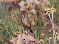 African Pipit (Anthus cinnamomeus)