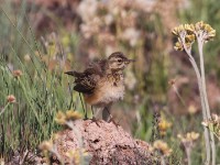 African Pipit (Anthus cinnamomeus)