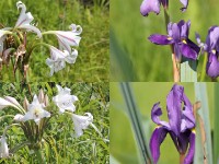 Nyika flowers