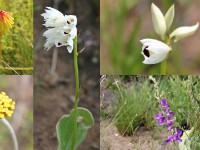 Nyika flowers