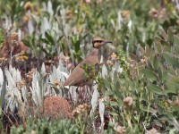 Temminck's Courser (Cursorius temminckii)