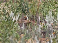 Temminck's Courser (Cursorius temminckii)
