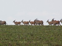 Common Eland (Taurotragus oryx)