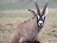 Roan Antelope (Hippotragus equinus)