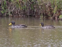 Yellow-billed Duck (Anas undulata)