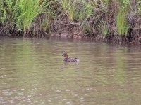Little Grebe (Tachybaptus ruficollis)