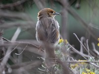 Churring Cisticola (Cisticola njombe)