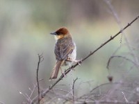 Black-lored Cisticola (Cisticola nigriloris)