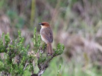 Black-lored Cisticola (Cisticola nigriloris)