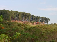 Chelinda Lodge