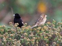 Montane Widowbird (Euplectes psammacromius)