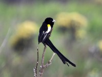 Montane Widowbird (Euplectes psammacromius)