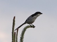 Southern Fiscal (Lanius collaris)
