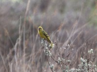 Yellow-crowned Canary (Serinus flavivertex)