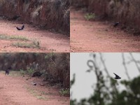 Blue Swallow (Hirundo atrocaerulea)