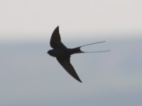 Blue Swallow (Hirundo atrocaerulea)