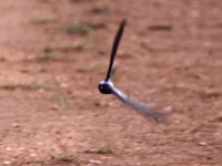 Blue Swallow (Hirundo atrocaerulea)