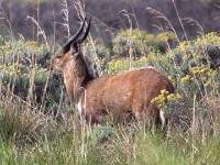 Bushbuck