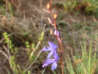 Nyika