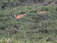 Bushbuck