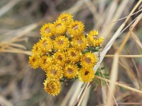 Nyika